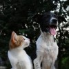 We Care Pet Care