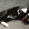 Inner Loop Pet Sitting