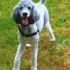 Cultivated Canines