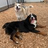 Buddy's Doggie Daycare, Grooming & Boarding