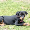 Pet Pampering Plus