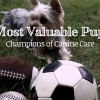 Most Valuable Pup