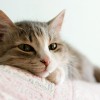 Stay Kitty Stay