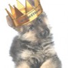 Gypsy Glen K-9 Kastle