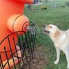 Ulitmutt Inn & Pet Resort