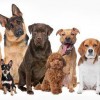 Waggy Tails Dog Grooming Salon