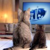 T's Pet Sitting Service