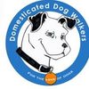 Domesticated Dog Walkers