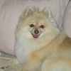 Bark & Purr Pet Grooming