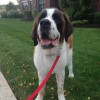 Fort Lee Dog Walking & Pet Sitting Services