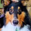 Critter Concierge