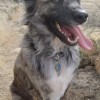 Pauly Kostora K-9 Services