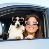 Tail Waggon Pet Services & Transport