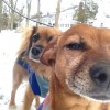 Silver Hound Dog Walking & Cat Sitting