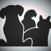 K-Lo's K9s Dog Walking & Pet Care Service