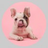 Mobile Dog Grooming