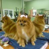 Troy's Trims & Treats