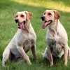 Prairie Ranch Kennels