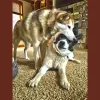 Amy, The Critter Sitter