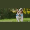 Fetch 'N Fun