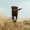 Ollie & Bear Dog Professionals