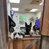 Pine Hill Farm Pet Care