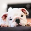 Pet City Houston