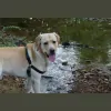 Brewster's Buddies Pet Sitting
