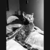 West Wind Pet Care