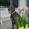 Animal House Pet Spa