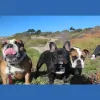 Frenchie Fetch