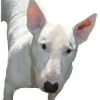 Beach Dog Walking & Pet Care