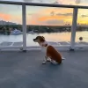 Laudy Dogs