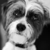 Plontzie's Mobile Pet Grooming