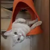 Hotel Sisal Cat Boarding