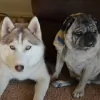 Happy Tails Doggy Care