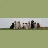 Hudson Dog Walker