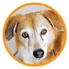 Wishbone Pet Care