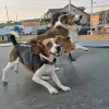 Montrose Dog Boarding