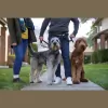 Away Home & Pet Care