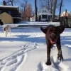 The K9 Solution of Ohio