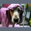 Grateful Dog Grooming