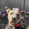 Second Chance Dog Walking & Sitting
