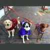 Go Play! Pet Care