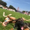 Once Upon A Dog Walk