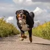 Creature Comforts Pet Sitting & Services