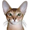 Sunny's Way Pet Services