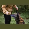 The Loyal Hound