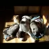 EverythingFurryPlus