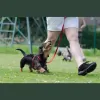 Royal Pet Sitters of Northwest Florida